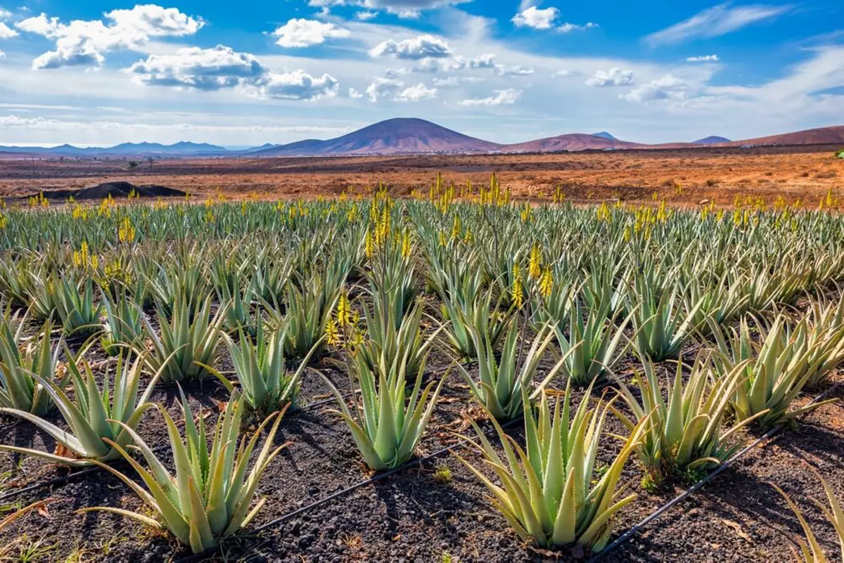 Aloe vera cultivation in the Canary Islands