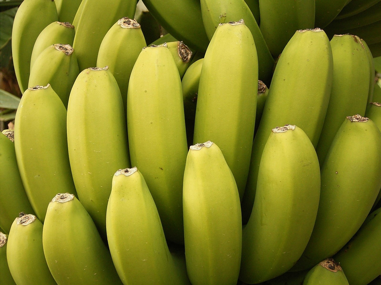 Banana cultivation in La Palma